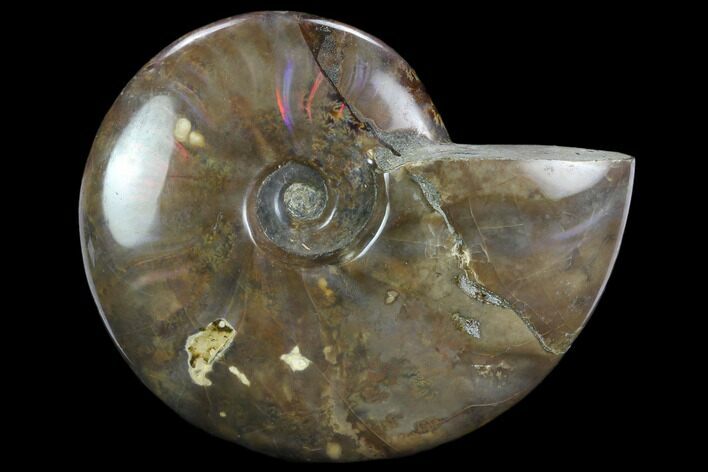 Flashy Red Iridescent Ammonite - Wide #127927